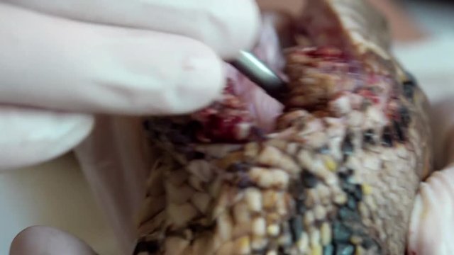 Surgeon Doctor Operating Reticulated Python (Python Reticulatus) Snake. Veterinary Service for Wildlife Animals