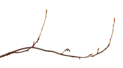 A branch of currant bush with buds on an isolated white background.