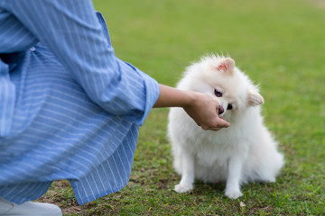 Feed Pomeranian dog at outdoor park