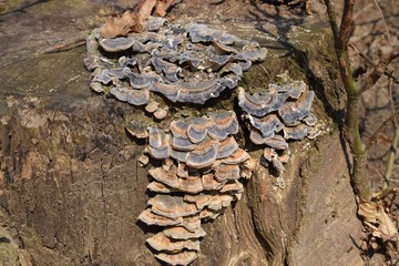 Stub of a tree with tree fungus
