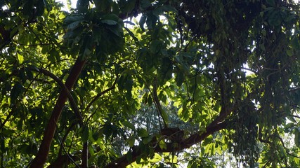 rafting tour on sok river in thailand