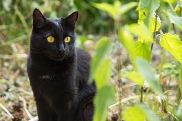 Naklejka na ściany i meble Black cat portrait with yellow eyes in nature. Spring, summer