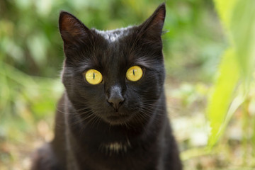 Naklejka na ściany i meble Black bombay cat portrait with big yellow eyes and insight look close up, macro 