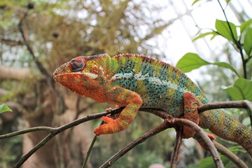 chameleon on a branch