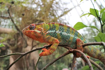 Foto op Canvas chameleon on a branch © Victor