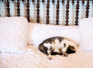 Ernest Hemingway's Six-Toed Cat Asleep on his Bed
