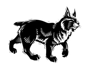 Scratch board illustration of bobcat