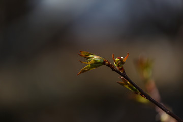 Spring buds