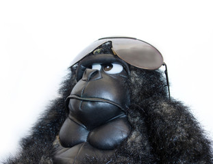 funny gorilla with sunglasses