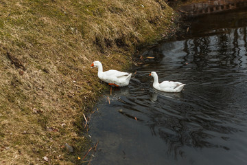 two white geese swimming on a lake in the forest, a reflection of trees in the water, a beautiful landscape with birds