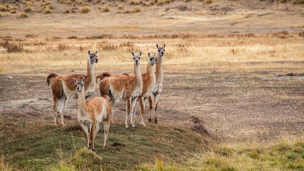 Guanaco nel Parco Nazionale Patagonia, Patagonia, Cile