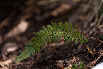 Fern leaf