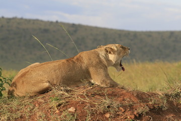 Famale lion lying in the dry grass resting and yawning in Masai Mara, Kenya