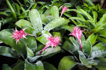 Beautiful green tree, plants, forest and flowers in the outdoor gardens