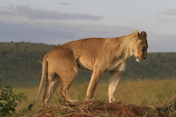 Fototapeta na wymiar Famale lion lying in the dry grass resting and stretching in Masai Mara, Kenya