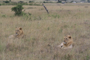 Two male lion lying in the dry grass resting in Masai Mara, Kenya