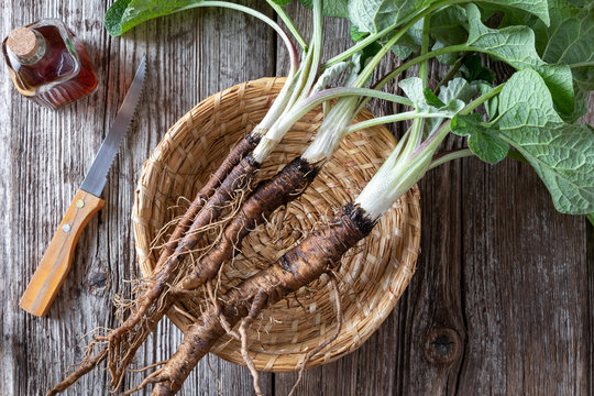Burdock plants with roots and with burdock tincture