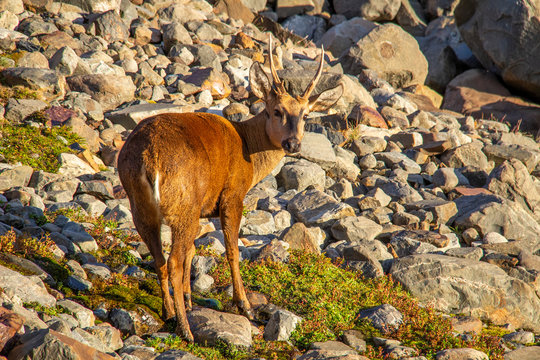 Un Huemul nel Parco Nazionale Torres Del Paine, Patagonia, Cile