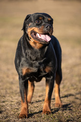 Fototapeta premium Dogs in the city Park,on a walk