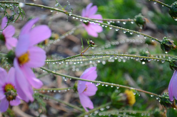 Beautiful Rain Drops on Purple Cosmos
