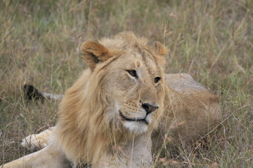 Male lion lying in the dry grass resting in Masai Mara, Kenya