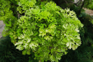 Beautiful green tree, plants, forest and flowers in the outdoor gardens