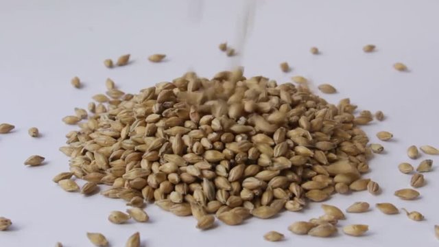 malta malt