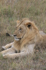 Male lion lying in the dry grass resting in Masai Mara, Kenya