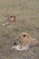 Two male lion lying in the dry grass resting in Masai Mara, Kenya