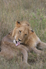 Male lion lying in the dry grass resting and licking its tail in Masai Mara, Kenya