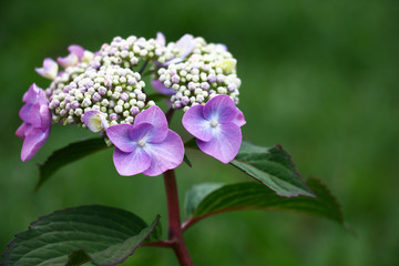 Obraz premium Original inflorescence of a hydrangea with rare violet flowers on a green background.