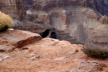 Black birds at the Grand Canyon, carved by the Colorado River in Arizona, United States. Grand Canyon National Park, Grand Canyon West, amazing view of the nature, breathtaking landscape.