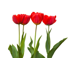Four   red   Darwin Hybrids tulips on a white background.