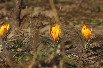 Crocuses. Flowers in early spring in the garden