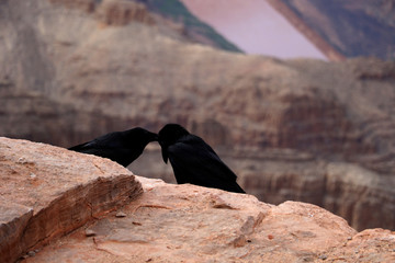 Black birds at the Grand Canyon, carved by the Colorado River in Arizona, United States. Grand Canyon National Park, Grand Canyon West, amazing view of the nature, breathtaking landscape.