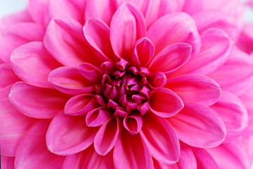 Close up shot of pink crimson dahlia flower with visible petal pattern on gigantic but. Isolated background, close up, copy space, top view.
