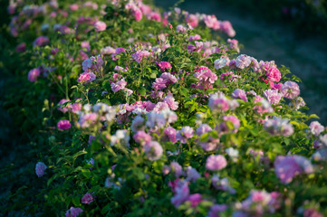 Obraz premium Pink tea hybrid rose in the garden. Gardening.