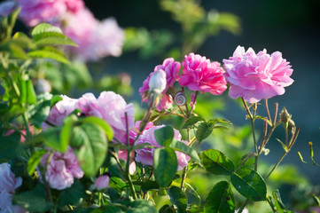 Pink tea hybrid rose in the garden. Gardening.