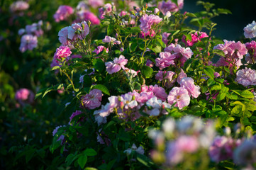 Pink tea hybrid rose in the garden. Gardening.