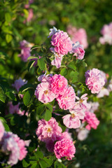 Pink tea hybrid rose in the garden. Gardening.