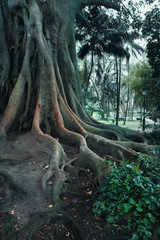 Giant ficus with large roots