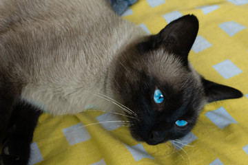 Blue eyes cat.