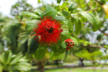 Beautiful green tree, plants, forest and flowers in the outdoor gardens