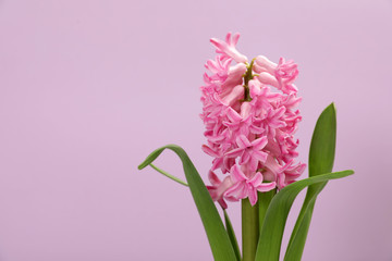 Naklejka na ściany i meble Beautiful spring hyacinth flower on color background. Space for text