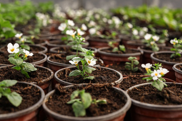 Many blooming flowers growing in pots with soil, closeup