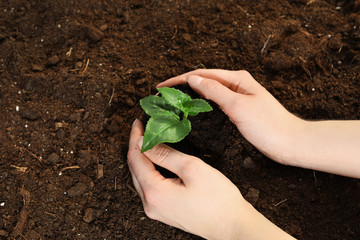 Woman planting green seedling into soil, top view. Space for text