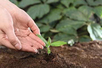 Woman taking care of seedling in soil, closeup. Space for text