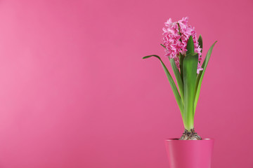 Beautiful hyacinth in pot on color background, space for text. Spring flower