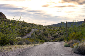 Ajo Mountain Drive, an unpaved road winds through Organ Pipe Cactus National Monument in Arizona....
