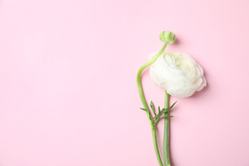 Beautiful ranunculus flower on color background, top view. Space for text